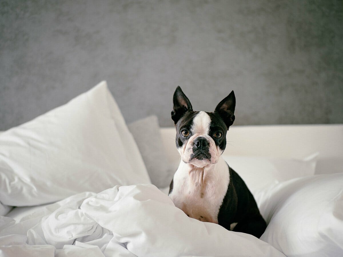 How To Have Clean Home Without Disturb Your Lovely Dogs